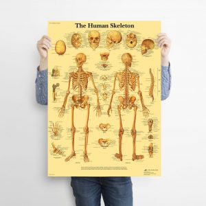 The Skeleton Of The Body Structure Nervous System Wall Art Home Decor Poster Canvas