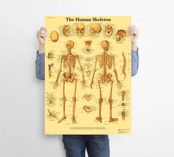 The Skeleton Of The Body Structure Nervous System Wall Art Home Decor Poster Canvas